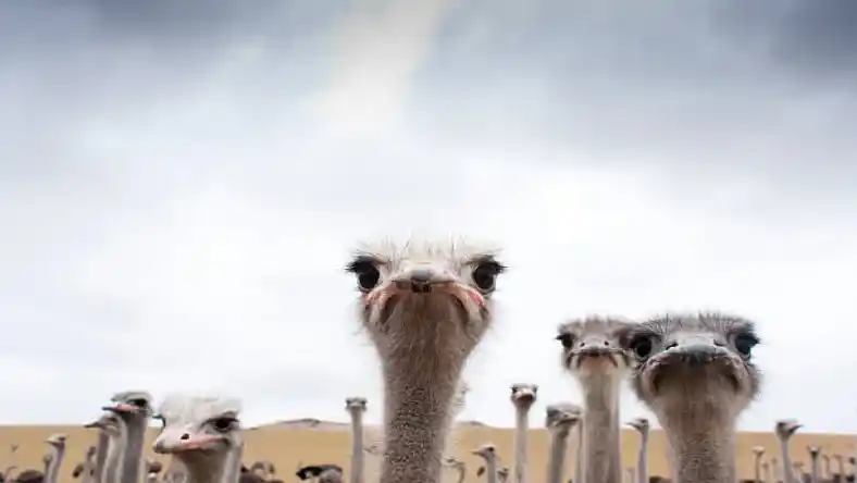 مزرعه شترمرغ