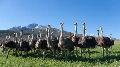 نقشه مزرعه پرورش شترمرغ