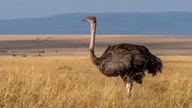 نوع خوراک شتر مرغ