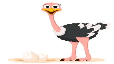 نگهداری جوجه شترمرغ در منزل