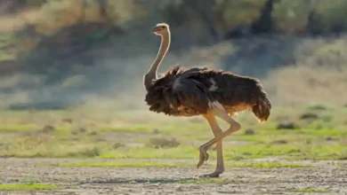 هزینه خوراک شترمرغ