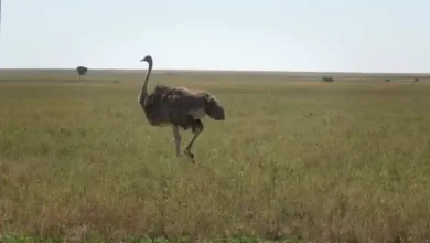 هزینه پرورش شترمرغ