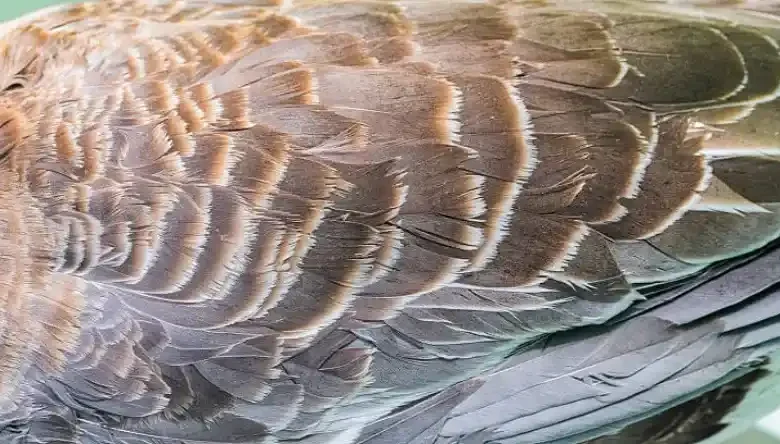 پوست شترمرغ