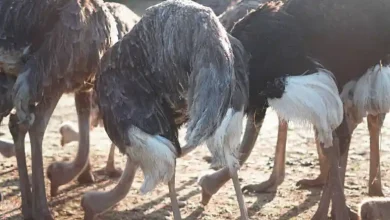 بهترین خوراک شترمرغ