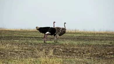 بیماری آبله شترمرغ
