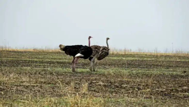 بیماری آبله شترمرغ