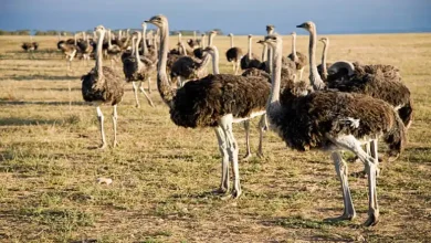 بیماری نیوکاسل در شترمرغ
