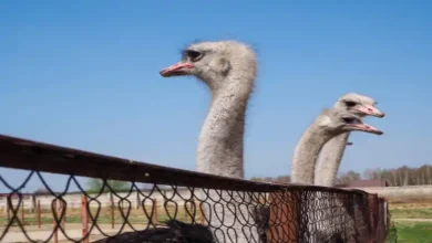 ساخت سالن پرورش شترمرغ