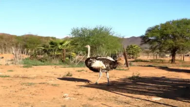 سرعت شترمرغ چقدر است
