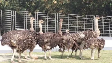 شترمرغ داری مدرن چیست