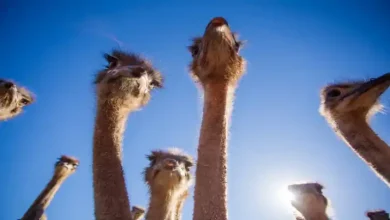 قد شترمرغ چقدر است