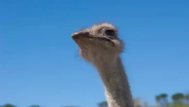 نرخ تلفات جوجه شترمرغ