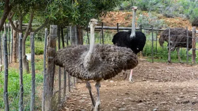 آموزش ساخت آبخوری شترمرغ