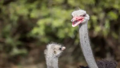 انواع نژاد شترمرغ