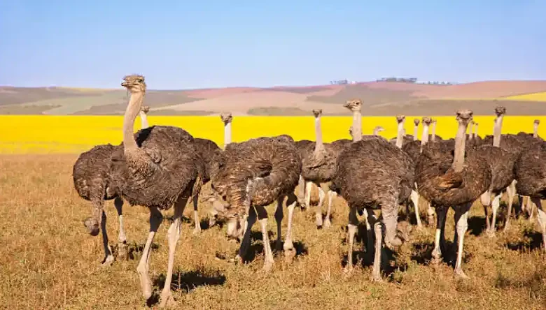 تشخیص جنسیت شترمرغ