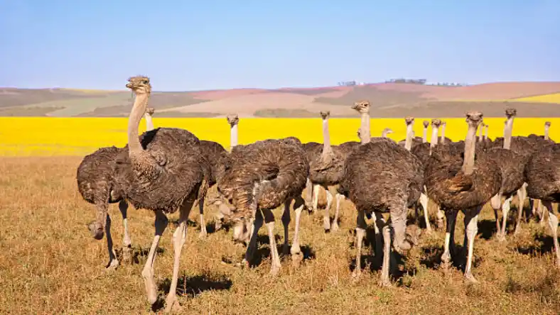 تشخیص جنسیت شترمرغ