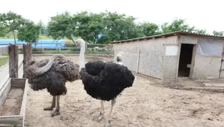 حمله شترمرغ شاخدار به انسان