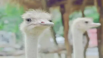 شاه پر شتر مرغ