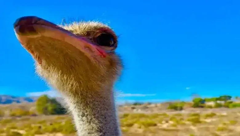فروش تخم شترمرغ در یزد