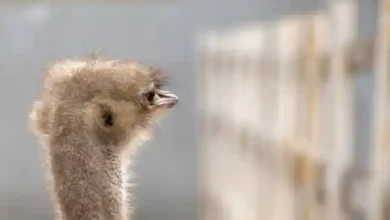 قیمت شتر مرغ ماده