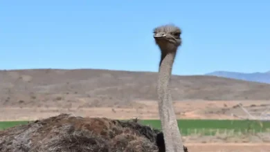 قیمت هر کیلو گوشت شتر مرغ زنده