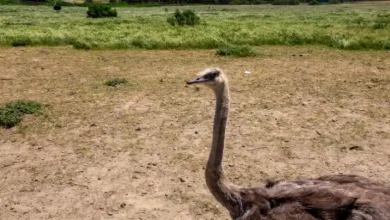 واکسن شتر مرغ