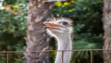 پرورش شترمرغ در قزوین