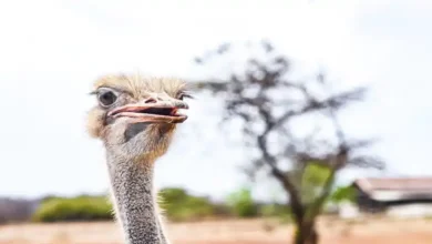 پرورش شترمرغ در چهارمحال و بختیاری