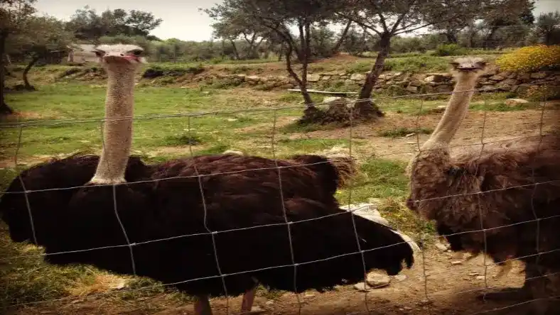 چگونه گله مولد شترمرغ را تشکیل دهیم