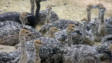 کار در مزرعه شترمرغ چگونه است