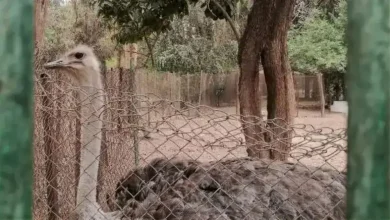کمک به جوجه شترمرغ برای خارج شدن از تخم