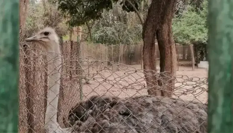 کمک به جوجه شترمرغ برای خارج شدن از تخم