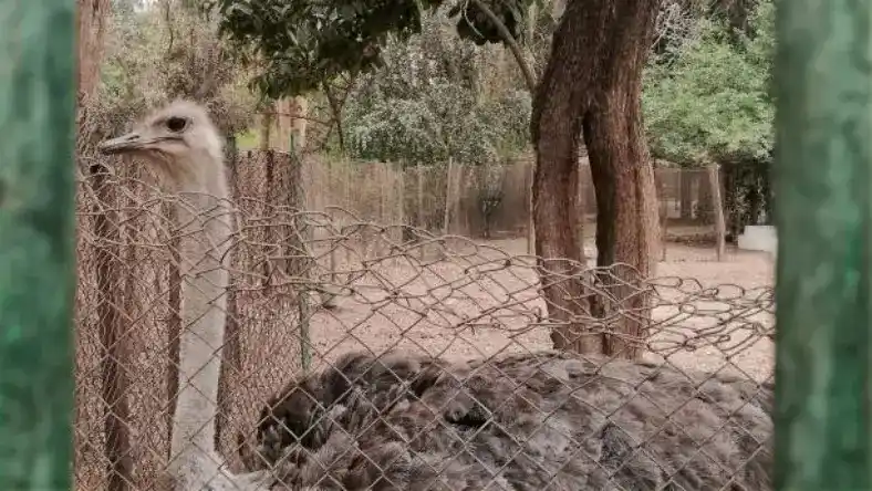 کمک به جوجه شترمرغ برای خارج شدن از تخم