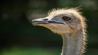 روش دباغی پوست شتر مرغ