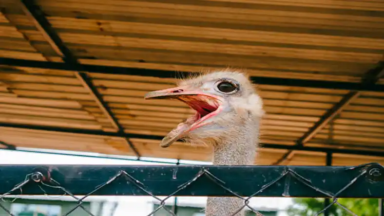 فروش غذای شتر مرغ