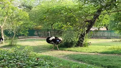 لوازم دستگاه جوجه کشی شترمرغ