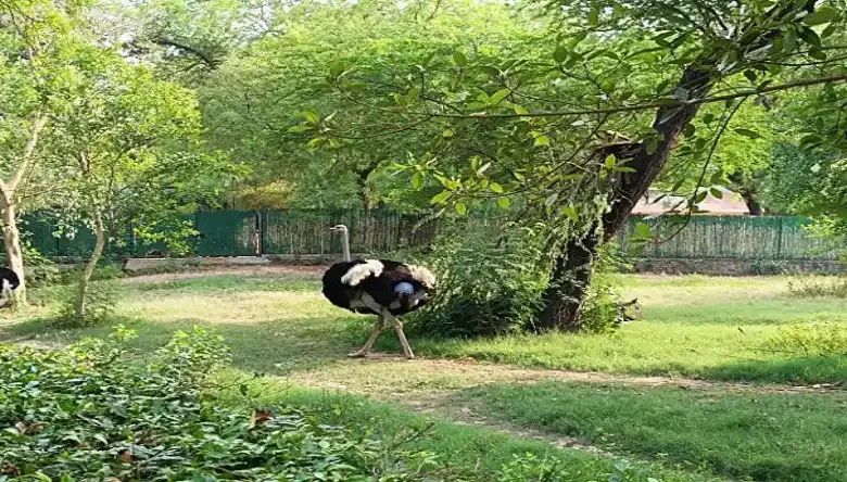 لوازم دستگاه جوجه کشی شترمرغ
