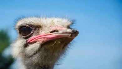 وزن شتر مرغ گوشتی