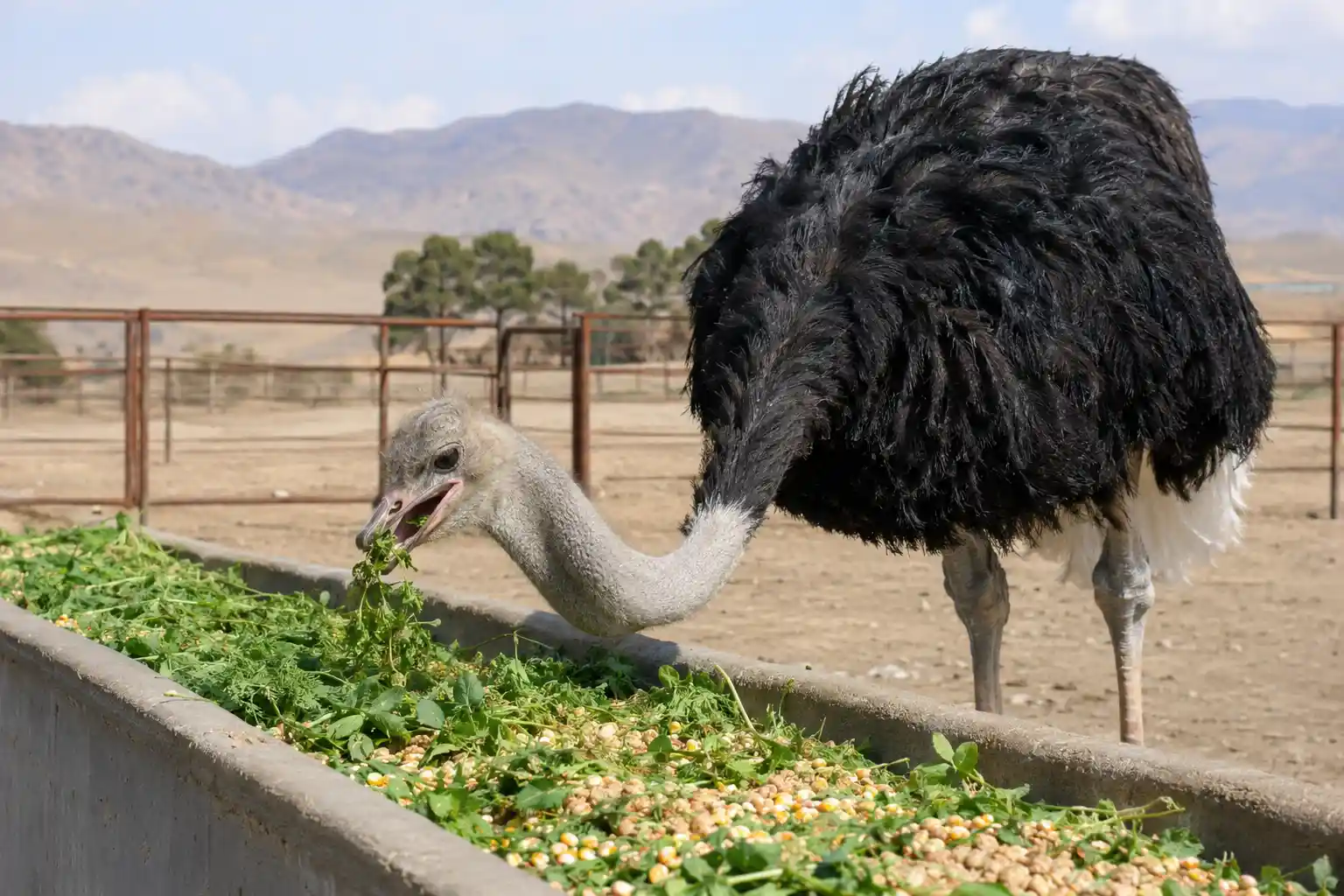 شترمرغ چه میخورد