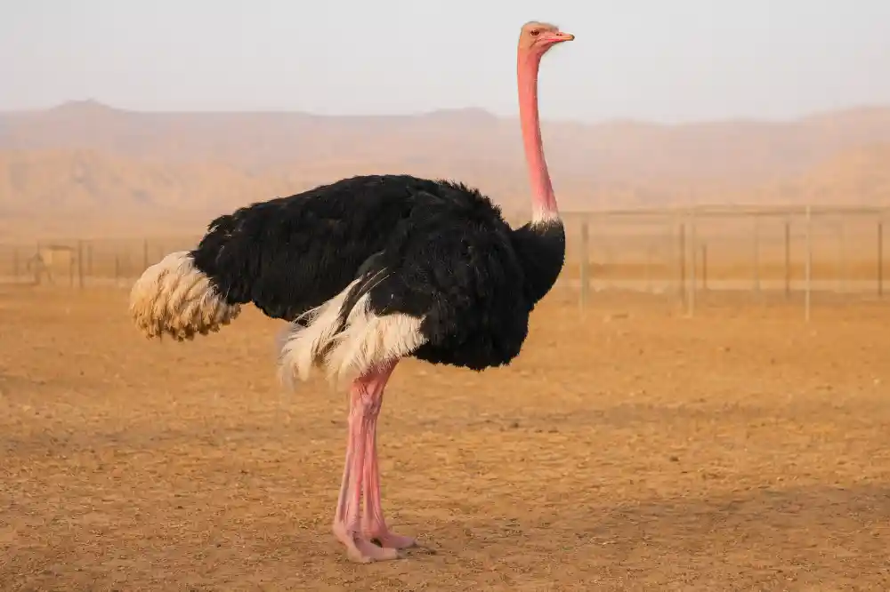 شتر مرغ نر